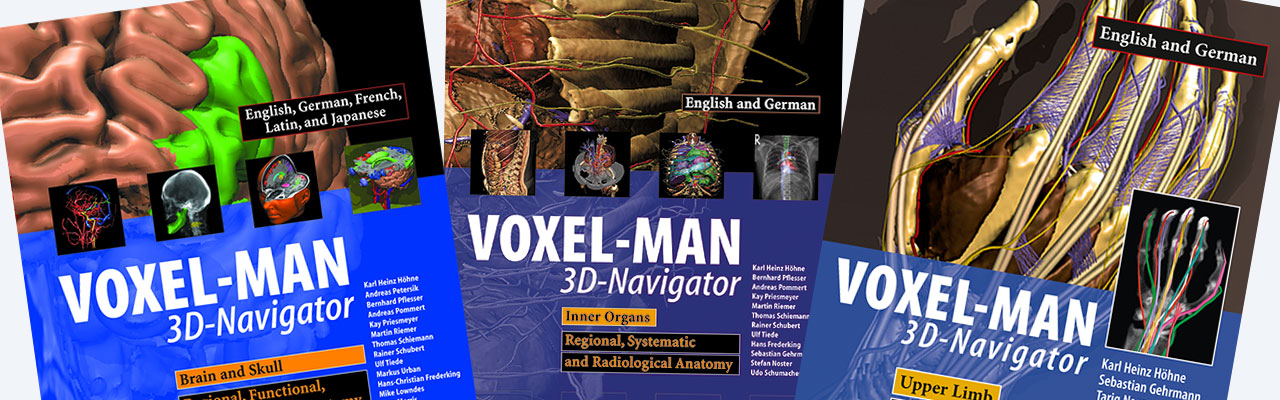 Dreidimensionale Anatomie des Abdomens