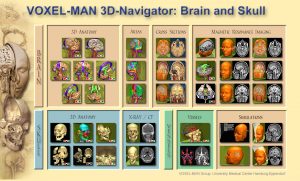 Visuelles Inhaltsverzeichnis des VOXEL-MAN 3D-Navigator: Gehirn und Schädel