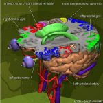 3D-Atlas des Gehirns