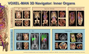Visuelles Inhaltsverzeichnis des VOXEL-MAN 3D-Navigator: Innere Organe