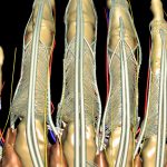 3D-Anatomieatlas von Arm und Hand