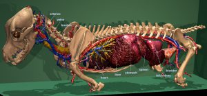 Innere Organe des Visible Dog