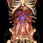Durch die Entfernung von großen Teilen des Verdauungstrakts werden tiefer gelegene Strukturen der Anatomie des Körpers sichtbar