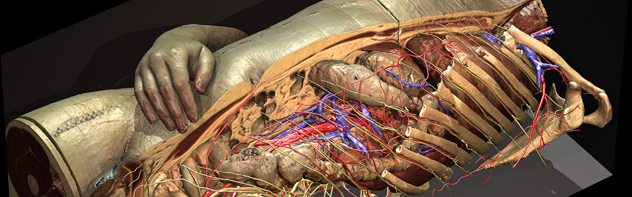 Digitale Anatomie des Rumpfes und der inneren Organe