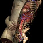 Visible Human mit einem medianen Schnitt, der einige der 650 anatomischen Strukturen des Modells der inneren Organe freilegt
