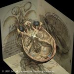 Schädelbasis und Sehnerven des Visible Human nach anatomischen Zeichnungen von Leonardo da Vinci
